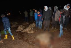 Minibüs sürüye çarptı 40 koyun telef oldu