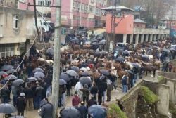 Şırnak Uludere’de katırlı eylem