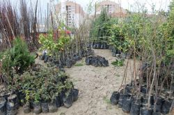 Şırnak’ta fidanlar boy göstermeye başladı