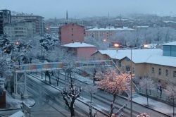 Yağan kar yağışı meyve ağaçlarına zarar verdi