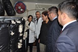 Mantar Yetiştiriciliği Kursu’ndan ilk kez istiridye yetiştirildi