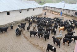 Bingöl’de yetiştiriciye damızlık teke desteği