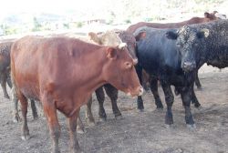 Yerli sığır fiyatları arttı