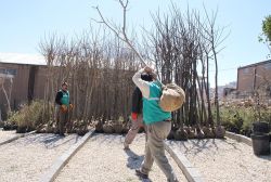 Mardin’e 3 bin fidan getirildi