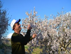Siirt'te bademler çiçek açtı