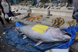 1 ton 200 kiloluk balık görenleri şaşırtıyor