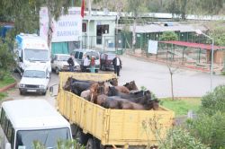 Atlar kesilmekten son anda kurtuldu