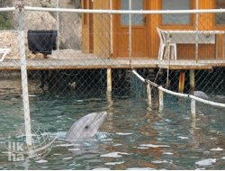 Yunusları Denizde İzlemek Gerek