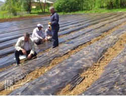 5 Çiftçiye Moderne Çilek Bahçesi