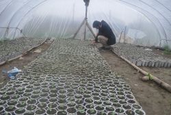 Çiftçilerin yazın vazgeçilmezi olan kavun hazırlığı