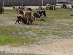 Baharın müjdecisi kuzu ve oğlak doğumları devam ediyor video