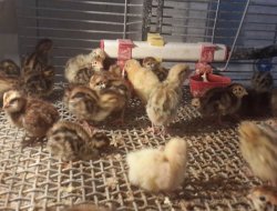 Elektrik kesintisi bıldırcınları da vurdu