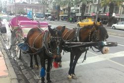 İzmir'de atlı faytonlar turistlerin ilgi odağı
