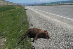 Batman-Silvan yolunda otomobil yola çıkan 2 yaban domuzuna çarptı