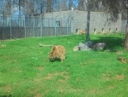 Stres atmak isteyen İzmirliler hayvanat bahçesine akın ediyor