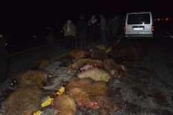 Siverek-Diyarbakır karayolunda aşırı hızlı araç sürüye daldı: 100 koyun telef oldu