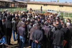 Bingöl’de Çiftçilere damızlık boğa dağıtıldı