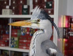 Yaralı gri balıkçıl kuşu tedavi edilecek