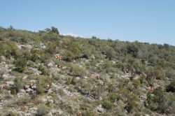 Mersin'de yabani zeytinlerin aşılanmasına başlandı