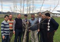 Muş’ta çiftçilere ağaç budama ve aşılama eğitimi verildi