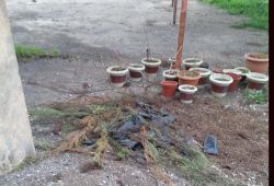 Mazıdağı Belediyesi dikilmeyen fidanları kurumaya terk etti