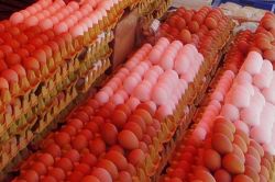 Kümes hayvancılığı üretimi Şubat ayında düştü