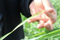 Çiftçiler dikkat; Buğdayda pas hastalığı uyarısı
