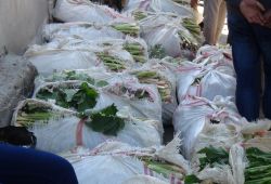 Hakkâri’nin yayla muzu Bitlis’te tüketiliyor