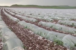 Batman'ın İki Köprü (Çaçana) Köyünde karpuz seracılığı yapılıyor