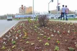 Bingöl’de ağaç ve çiçek dikimi devam ediyor