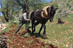 Gercüş Çiçekli köyünde traktörün girmediği tarlalar hâlâ atla sürülüyor video