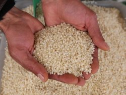 Karacadağ pirincine coğrafi işaret alınacak