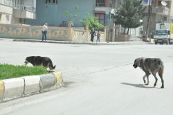 Batman şehir merkezinde başıboş köpekler tehlike saçıyor