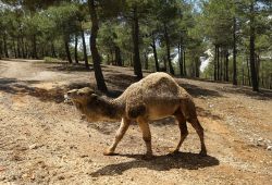 Gaziantep’te Safari Park açıldı foto video