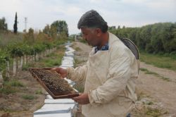 Adana’da esrarengiz arı ölümleri