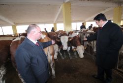 Ağrı’da besicilere damızlık boğa hibesi