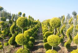 Süs bitkisi üreticilerine destekleme verilecek