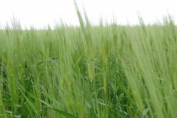 Çınar’da Arpalar 2 hafta erken sümbül tuttu-FOTO