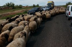 Şırnak'ta göçerlerin yolculuğu trafiği kilitliyor