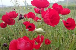 Siirt gelinciklerle süslendi