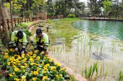 Dülük Tabiat Parkına 25 bin adet yeni çiçek dikildi