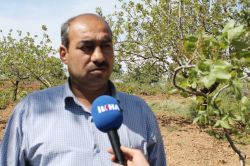 Siirt Çiftçileri fıstıktan umutlu