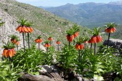 Ters laleler doğaseverleri cezbediyor