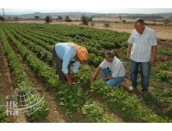 Tarımsal Destekler Açıklandı