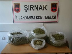 Şırnak’ta 13,5 kilo esrar ele geçirildi