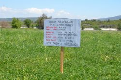 ​Üreticiye alternatif soğuğa dayanıklı fiğ