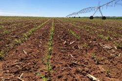 TİGEM'de Ayçiçeği ekimi yapıldı