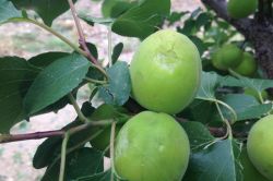 Tarsus’ta çiftçileri misket büyüklüğündeki dolu vurdu