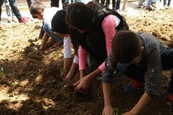 Batman İlkokul öğrencileri, bitki gününde fide diktiler