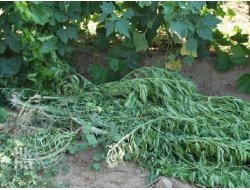 Üzüm Bağında Esrar Operasyonu